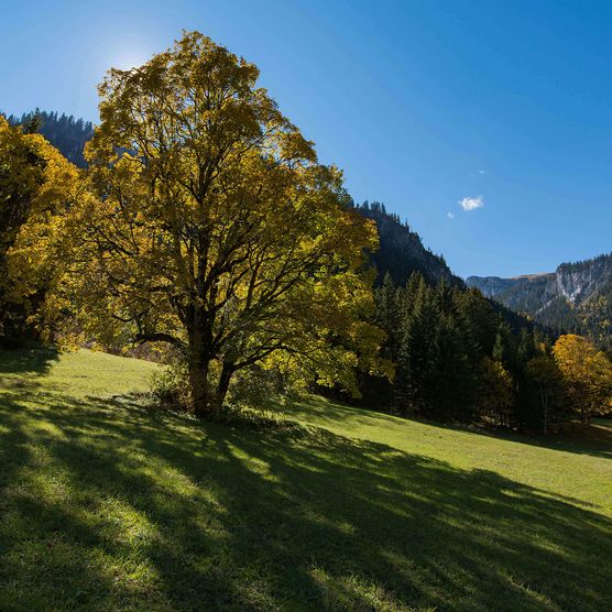 Imposante Bergahorne im Meniggrund - zum Foto