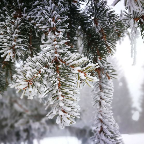 Photo Branche de sapin poudrée de neige blanche - voir la photo