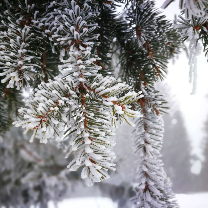 Foto Mit Schnee weiss gepuderter Tannenast - zum Foto