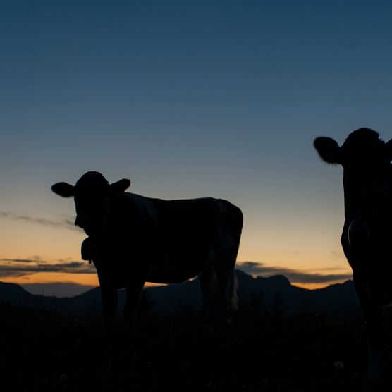 Foto Silhouette von zwei Kühen beim Eindunkeln - zum Foto