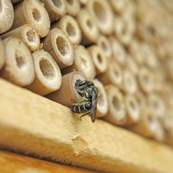 Foto Wildbiene vor dem Insektenhaus - zum Foto
