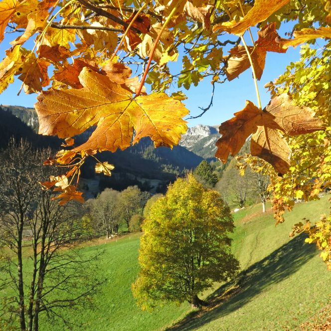 Foto Gelbe Bergahornblätter von Nahem - zum Foto