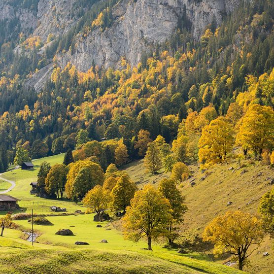 Bunter Herbstwald - zum Foto