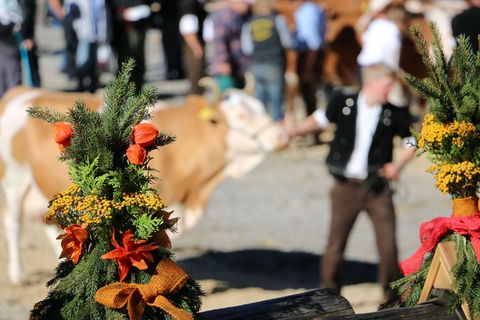 Kuh geführt von Mann in Tracht. Im Vordergrund sieht man den Kopfschmuck für die Kühe
