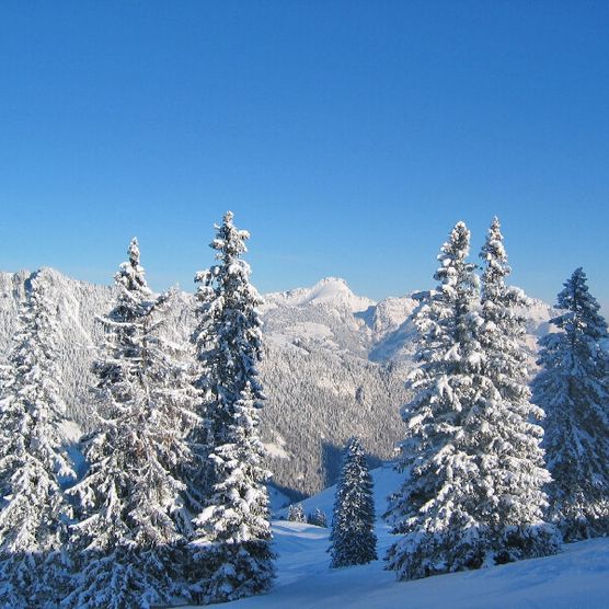 Foto Verschneite Tannen im Gebiet Wiriehorn - zum Foto