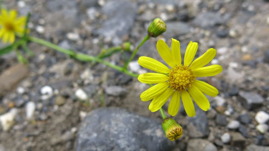 Gelbe Blüten des Südafrikanischen Kreuzkrauts