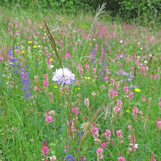 Foto vielfältige Blumenwiese - zum Foto