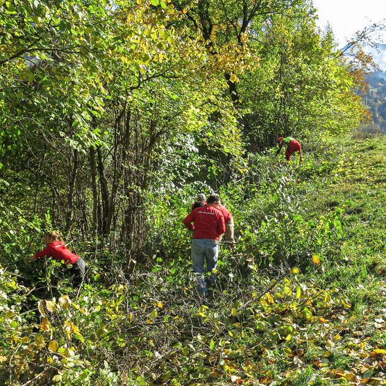 Foto zwei Mitarbeitende lichten eine Hecke aus - zum Foto