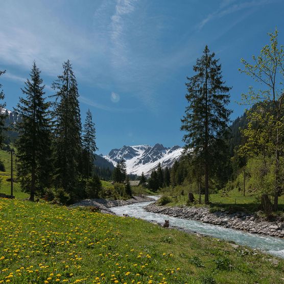 Foto Bergbach umgeben von Blumenwiesen und Tannen - zum Foto