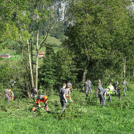 Foto Eine Gruppe Menschen lichtet eine Hecke aus - zum Foto
