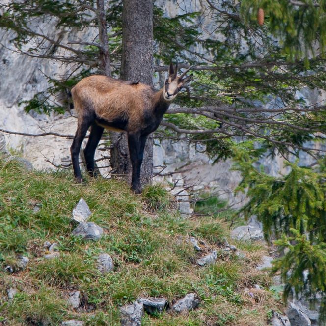 Gämse neben einer Tanne - zum Foto