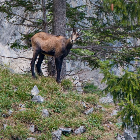 Gämse neben einer Tanne - zum Foto