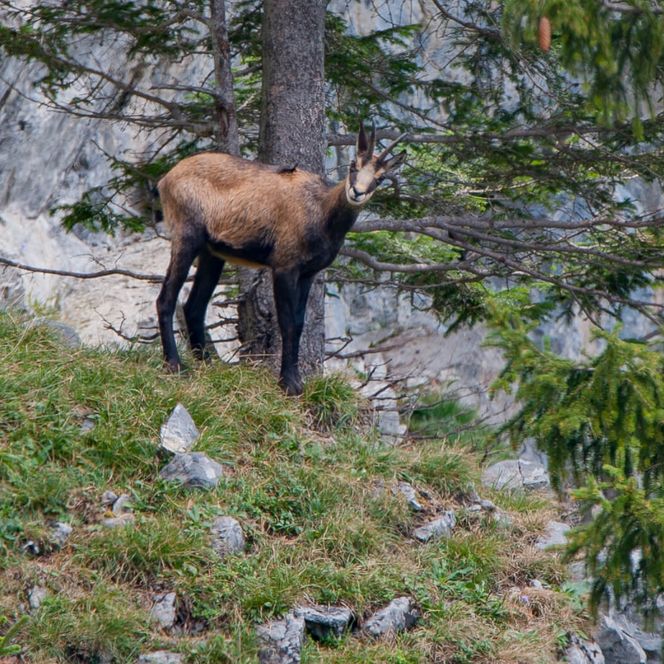 Foto Gämse neben einer Tanne - zum Foto